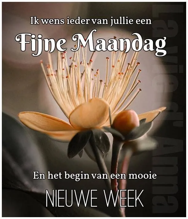 ᐅ fijne maandag nieuwe week - Fijne week plaatjes Een bloem met de tekst: "Fijne Maandag, Nieuwe Week". Achtergrond met zachte kleuren.