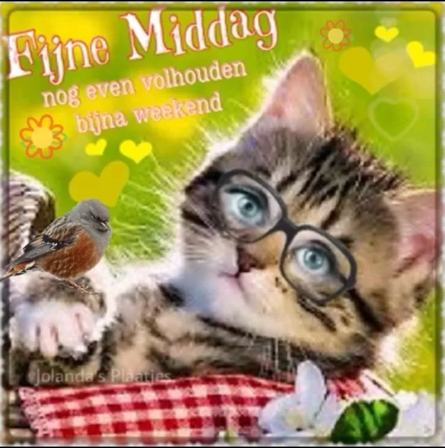 Een kat met brillen poseert vrolijk in een bloemrijke achtergrond.