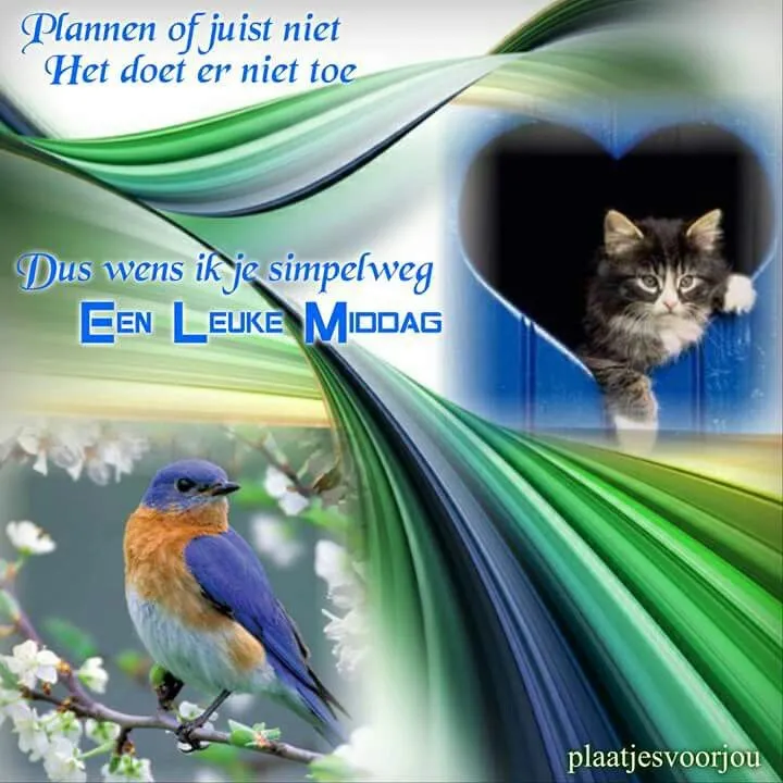 Een kat kijkt door een raam, met een kleurrijke achtergrond en een vriendelijke boodschap.