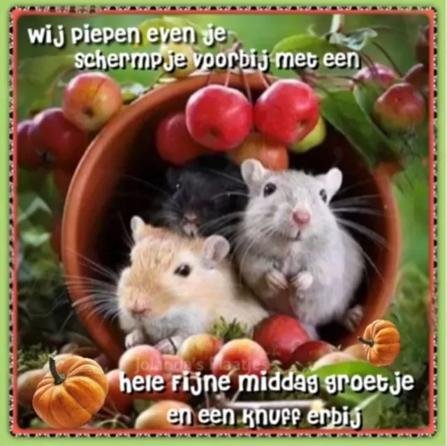 Drie vrolijke muizen in een mand met appels. Groet en knuffel voor een fijne middag.