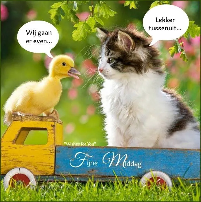 Een kat en een kuikentje zitten op een speelgoedauto en spreken elkaar aan.