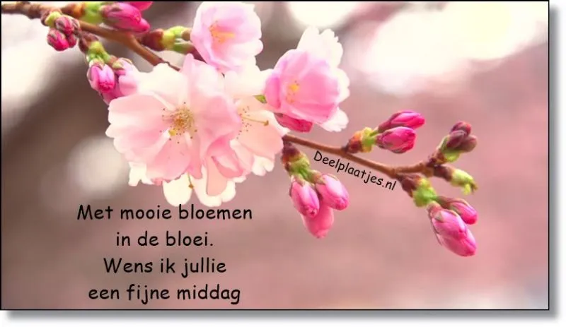 Bloeiende kersenbloesem met een vriendelijke boodschap voor een fijne middag.