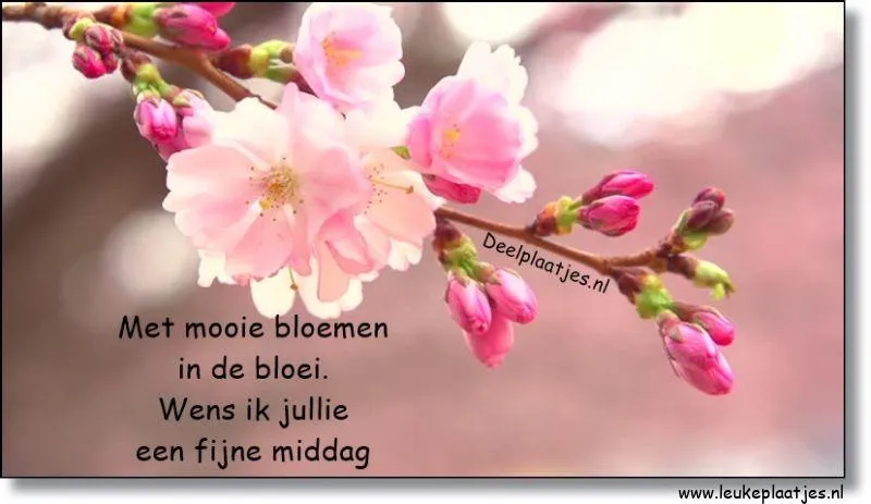 Bloesem van kersenbloemen met een wens voor een fijne middag.