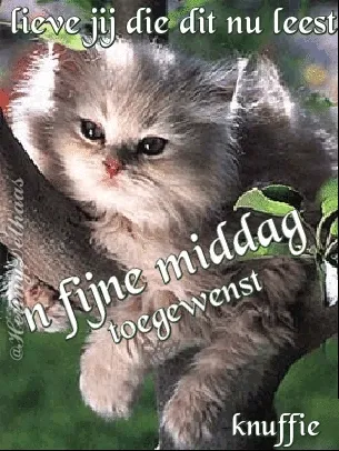 ᐅ fijne middag gif - Goedemiddag plaatjes Schattige kitten met tekst: "Fijne middag gewenst" en "knuffie".