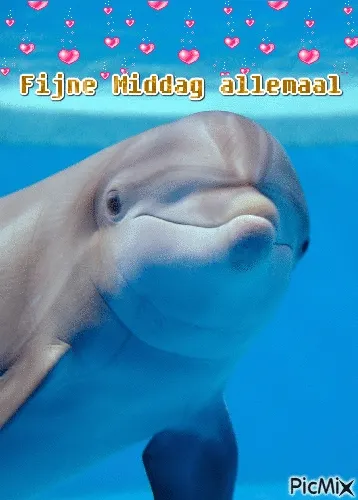 ᐅ fijne middag gif - Goedemiddag plaatjes Een dolfijn zwemt en kijkt naar de camera in helder blauw water.