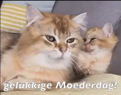 Twee katten zitten samen op een bank, een knuffelt de ander.
