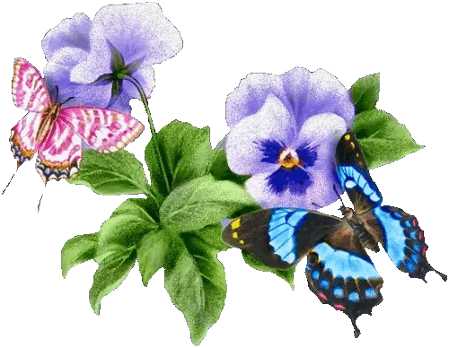 Twee vlinders zitten op paarse bloemen met groene bladeren.