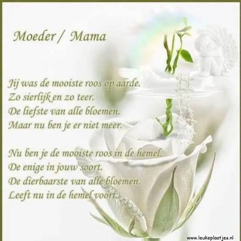 ᐅ fijne moederdag in de hemel - Moederdag plaatjes Witte roos met tekst, ter nagedachtenis aan een moeder.