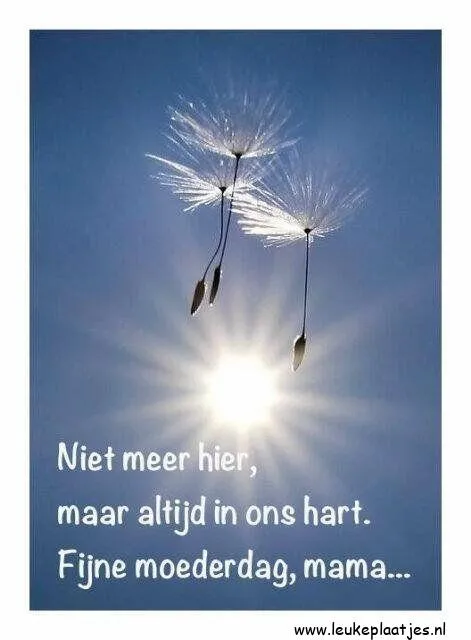 ᐅ fijne moederdag in de hemel - Moederdag plaatjes Twee paardenbloempluizen zweven voor een zon. Tekst over moederdag.