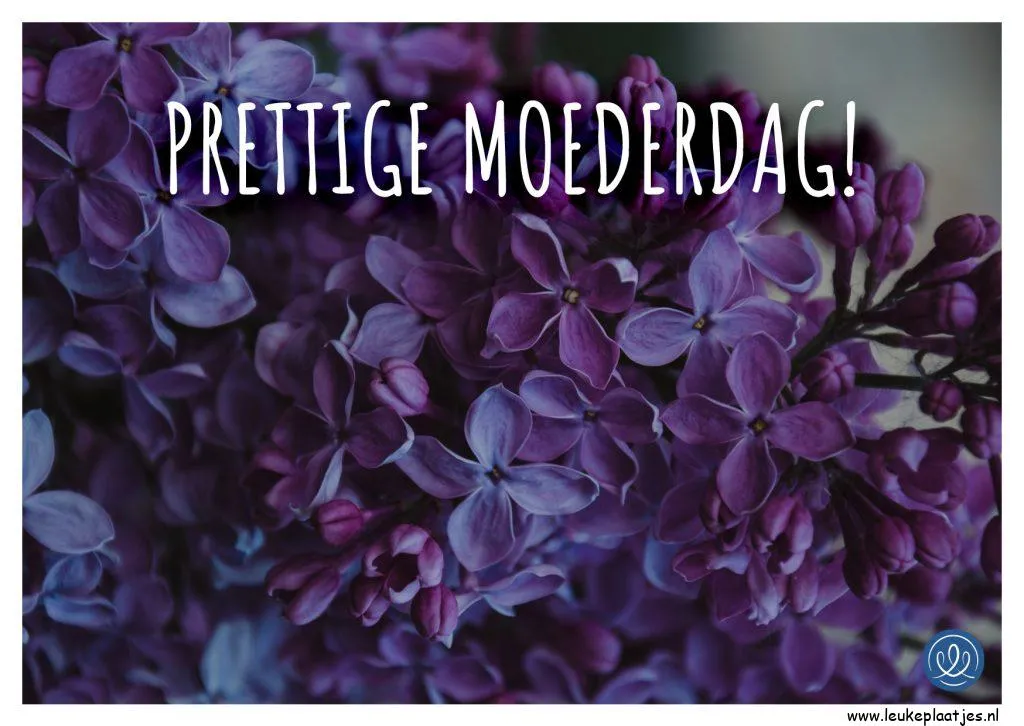Lila bloemen met de tekst "Prettige Moederdag!" op de achtergrond.