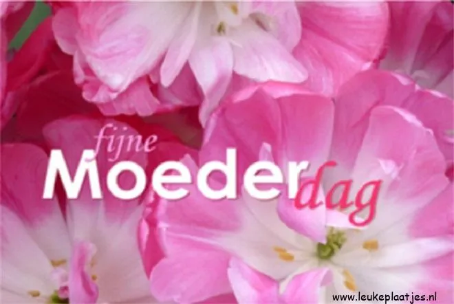 Roze tulpen met de tekst "fijne Moederdag" in het midden.