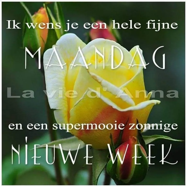 ᐅ fijne nieuwe week - Fijne week plaatjes Witte en gele rozen met tekst: "Fijne maandag en een mooie nieuwe week."