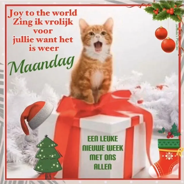 ᐅ fijne nieuwe week - Fijne week plaatjes Een schattige kat zit op een cadeau in een feestelijke kerst setting.
