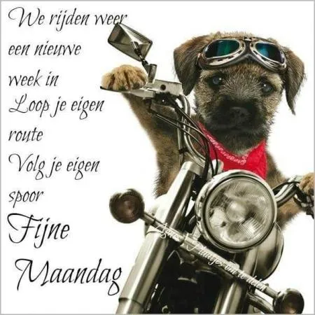 ᐅ fijne nieuwe week - Fijne week plaatjes Een hond met een motor en zonnebril, met tekst over een nieuwe week en fijne maandag.
