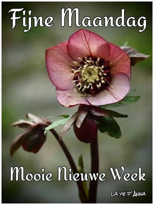 ᐅ fijne nieuwe week - Fijne week plaatjes Een paarse bloem met tekst: "Fijne Maandag, Mooie Nieuwe Week".