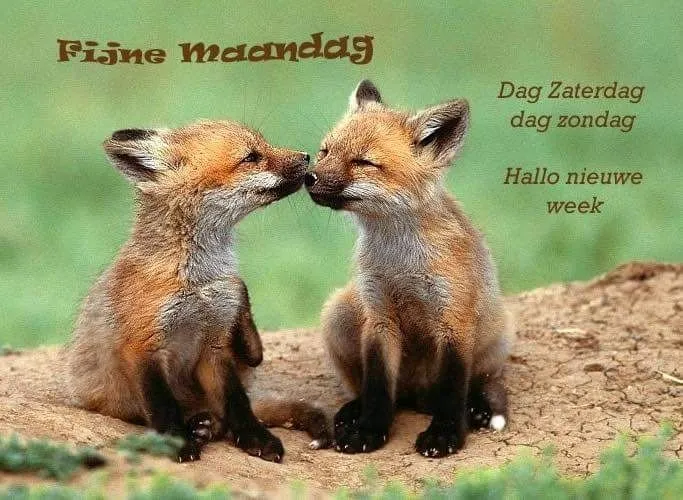 ᐅ fijne nieuwe week - Fijne week plaatjes Twee vosjes knuffelen op een groene achtergrond met een begroetingstekst.