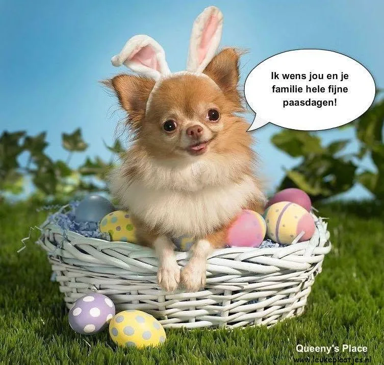 Chihuahua met konijnenoren in een mand met paaseieren, spreekt wens voor Pasen.