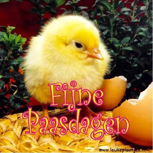 Een schattig gele kuiken naast een gebroken ei met de tekst "Fijne Paasdagen".