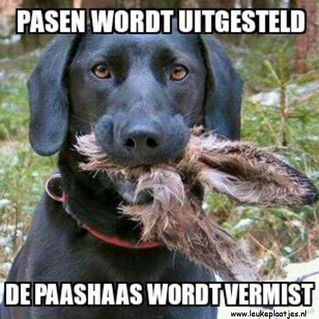 ᐅ fijne paasdagen humor - Pasen Plaatjes en Gifs plaatjes