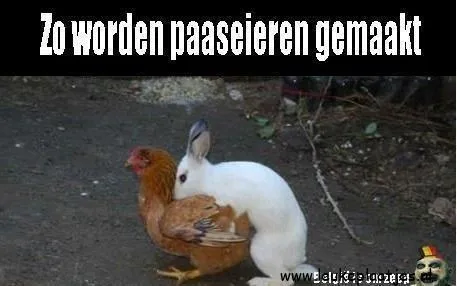 Een konijn en een kip in een bizarre situatie op de grond.