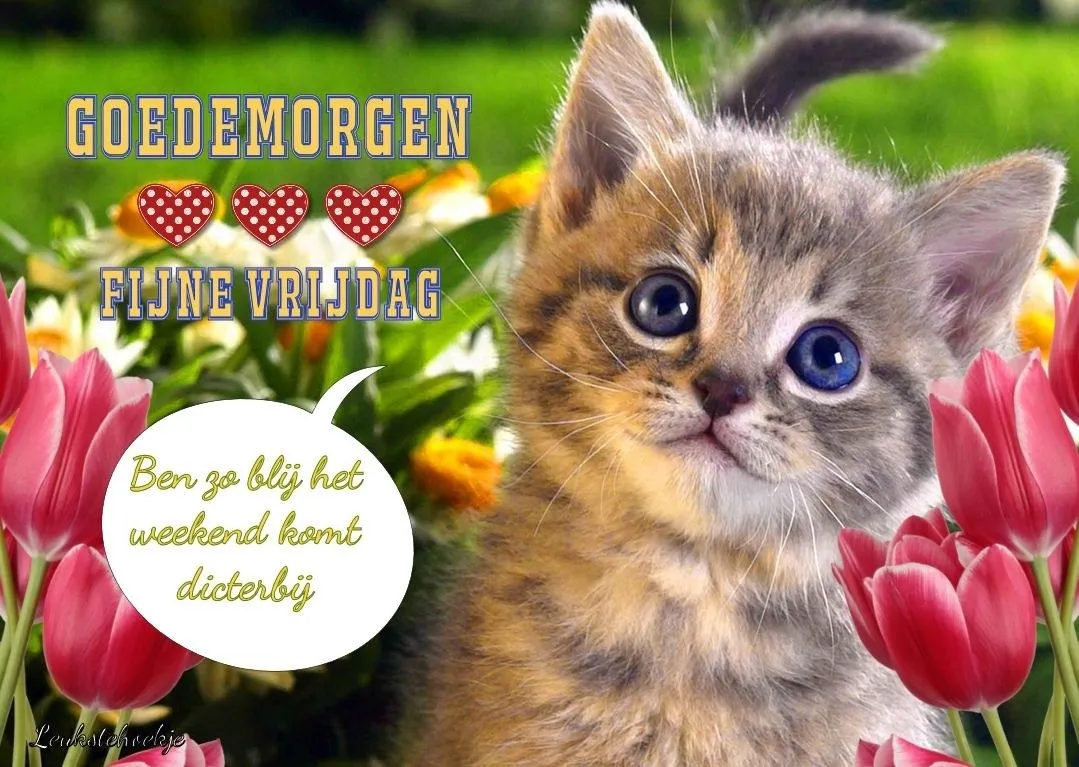 ᐅ fijne vrijdag - Vrijdag plaatjes ᐅ fijne vrijdag - Vrijdag plaatjes