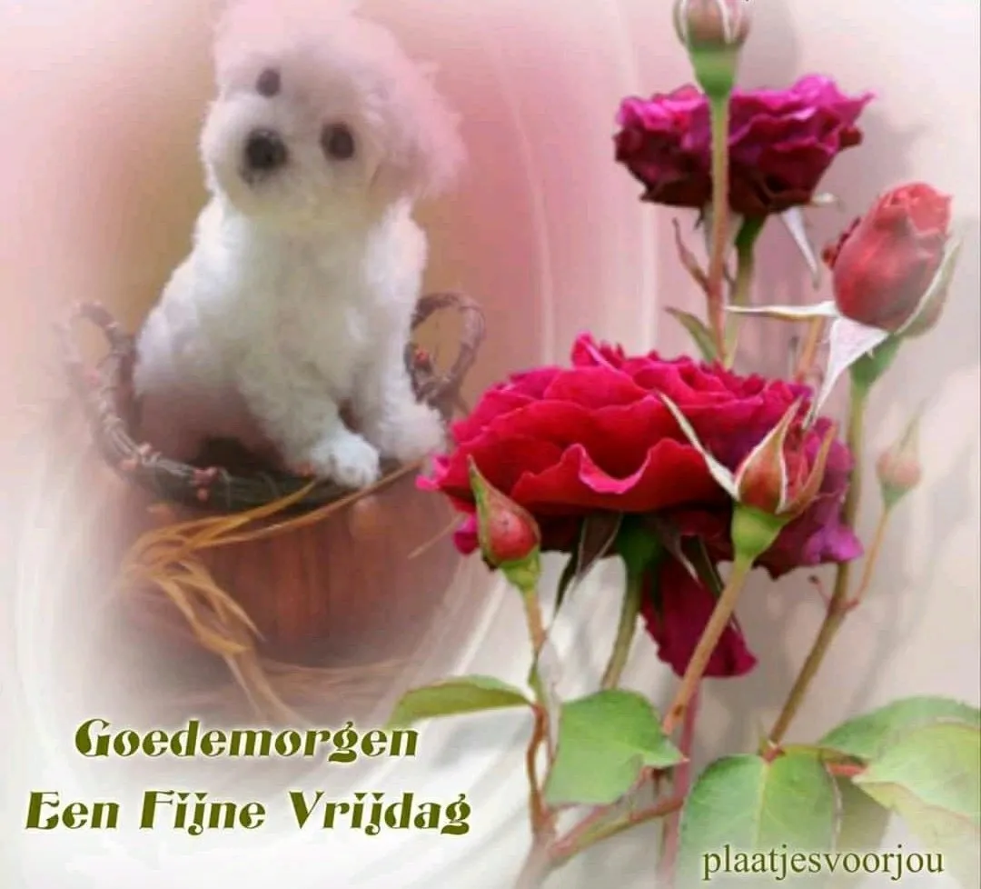 ᐅ fijne vrijdag - Vrijdag plaatjes ᐅ fijne vrijdag - Vrijdag plaatjes