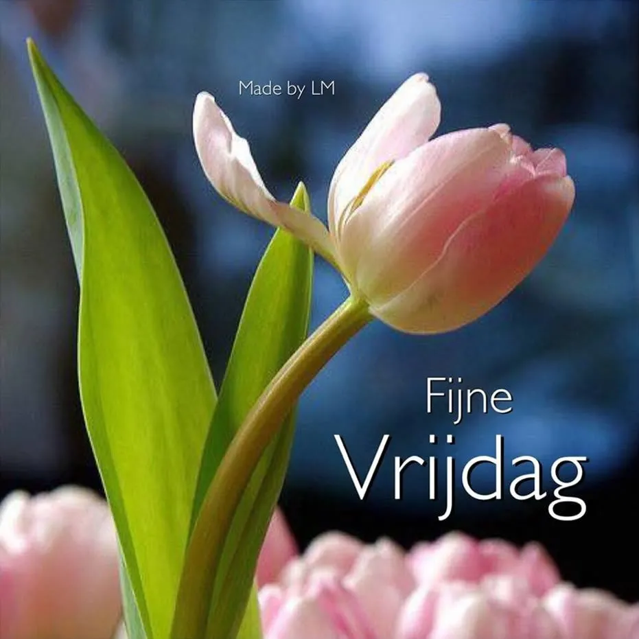 ᐅ fijne vrijdag - Vrijdag plaatjes ᐅ fijne vrijdag - Vrijdag plaatjes