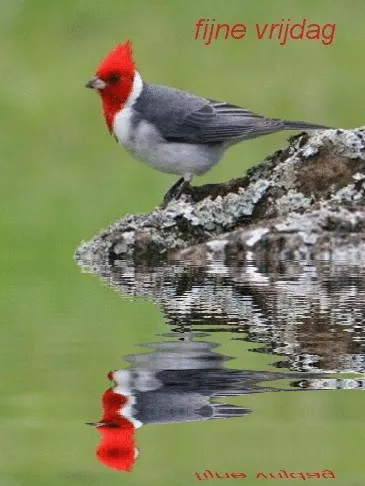 ᐅ fijne vrijdag gif - Vrijdag plaatjes ᐅ fijne vrijdag gif - Vrijdag plaatjes