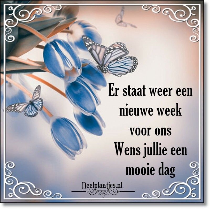 ᐅ Fijne week plaatjes: gratis afbeeldingen en kaarten - Fijne week plaatjes Afb: Blauwe bloemen met vlinders en tekst over een nieuwe week.