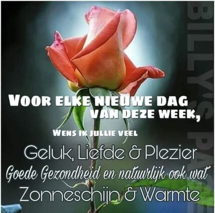 ᐅ Fijne week plaatjes: gratis afbeeldingen en kaarten - Fijne week plaatjes Roze roos met wens voor geluk, liefde en gezondheid deze week.