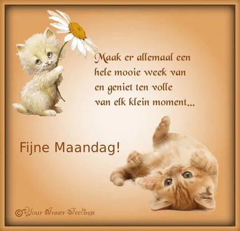 Kattige kittens en positieve boodschap voor een fijne maandag. Geniet van elk moment!