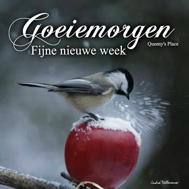 Vogel staat op een rode appel, omringd door sneeuw en een tekstgroet voor de nieuwe week.
