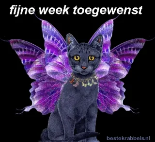Zwarte kat met kleurrijke vlindervleugels, tekst "fijne week toegewenst".
