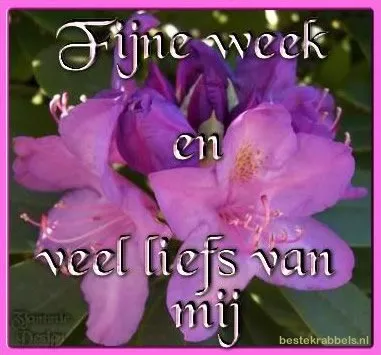 Paarse bloemen met de tekst: "Fijne week en veel liefs van mij".