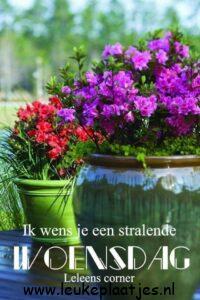 fijne woensdag bloemen
