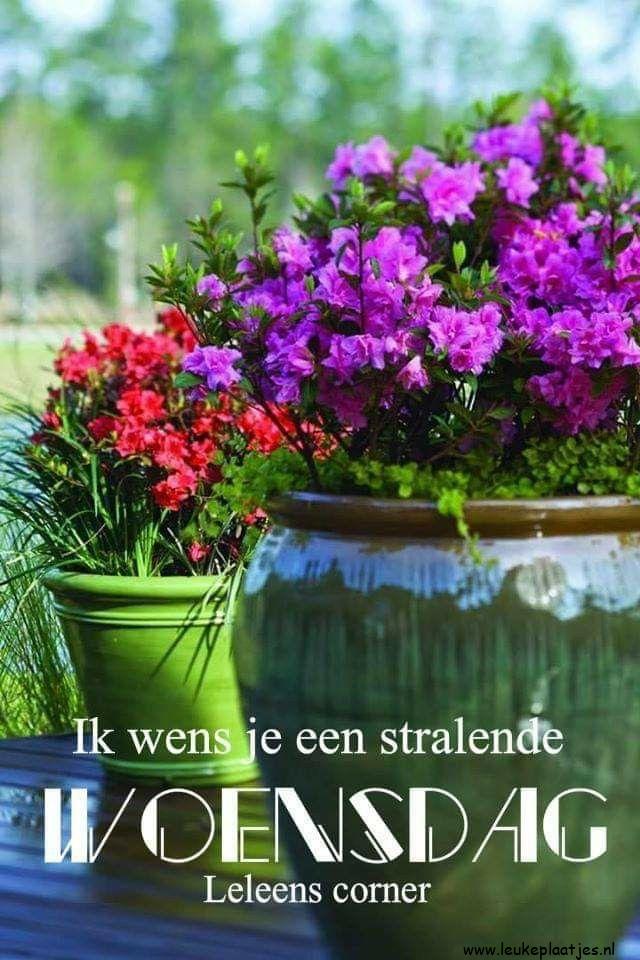 ᐅ fijne woensdag bloemen - fijne woensdag bloemen plaatjes