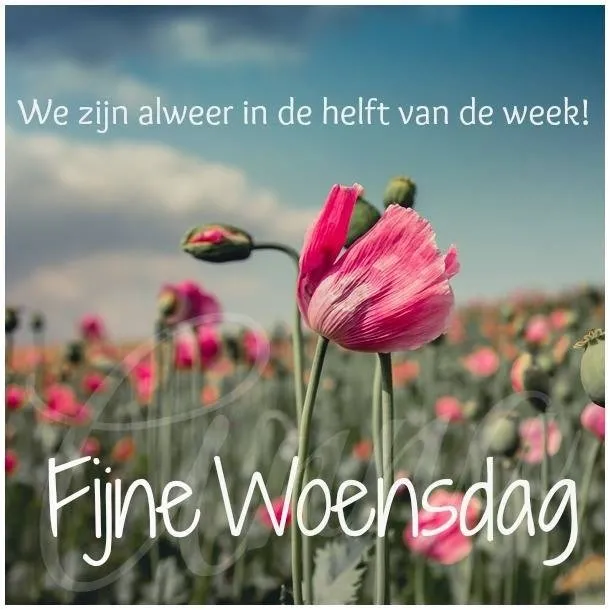 ᐅ fijne woensdag bloemen - Woensdag plaatjes