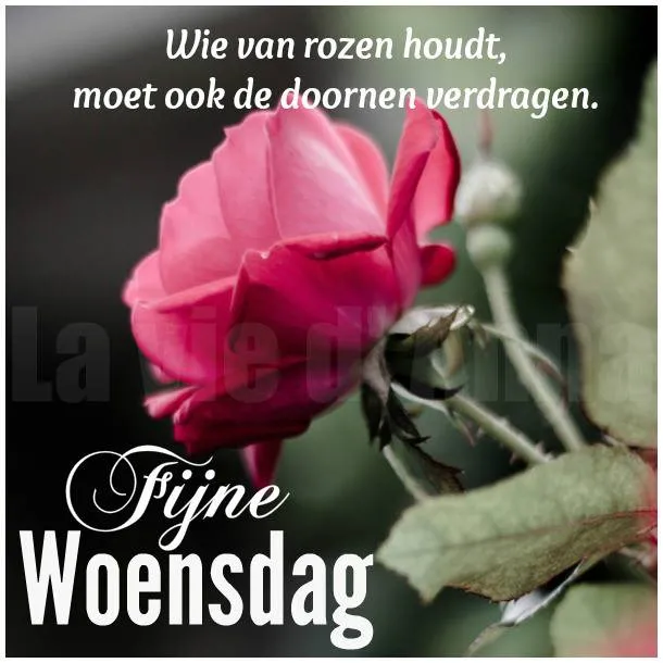 ᐅ fijne woensdag bloemen - Woensdag plaatjes
