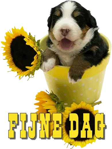 ᐅ fijne woensdag gif - Woensdag plaatjes ᐅ fijne woensdag gif - Woensdag plaatjes