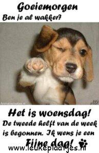 fijne woensdag grappig