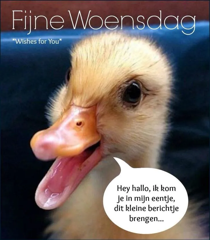 ᐅ fijne woensdag grappig - Woensdag plaatjes