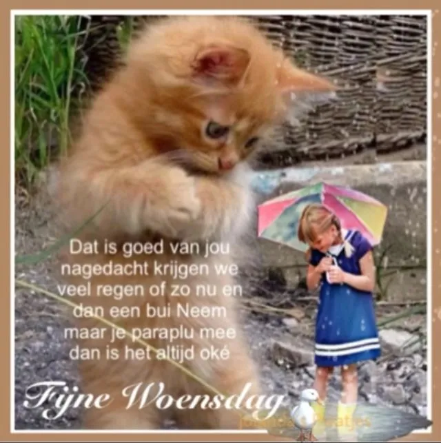 ᐅ fijne woensdag grappig - Woensdag plaatjes