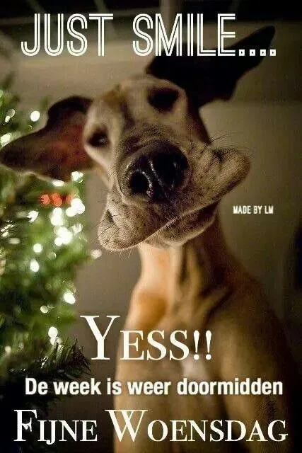 ᐅ fijne woensdag grappig - Woensdag plaatjes