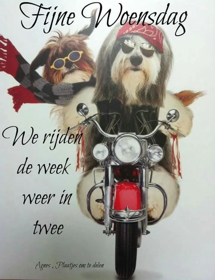 ᐅ fijne woensdag grappig - Woensdag plaatjes