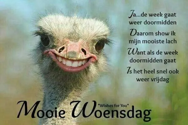 ᐅ fijne woensdag grappig - Woensdag plaatjes
