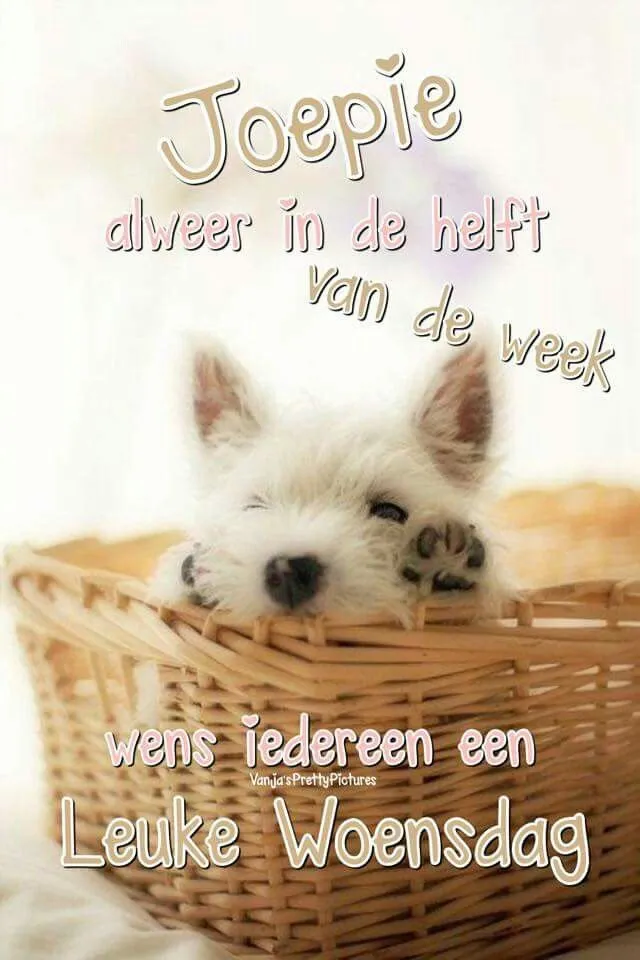 ᐅ fijne woensdag grappig - Woensdag plaatjes