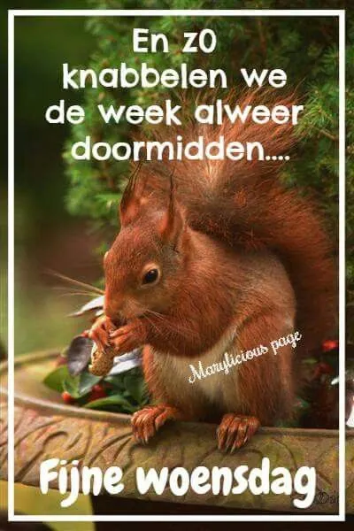 ᐅ fijne woensdag grappig - Woensdag plaatjes