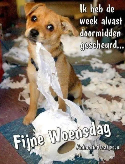 ᐅ fijne woensdag grappig - Woensdag plaatjes
