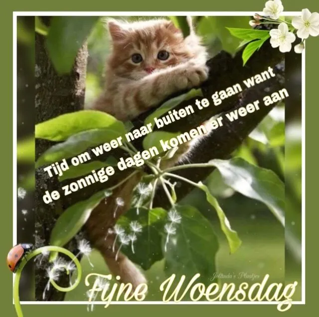 ᐅ fijne woensdag grappig - Woensdag plaatjes