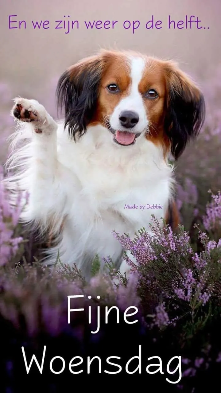 ᐅ fijne woensdag grappig - Woensdag plaatjes